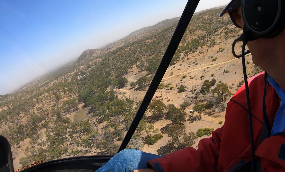 Helicopter cattle mustering