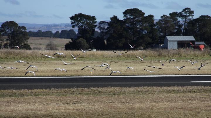 Flock of birds flying next to runway may be hazardous