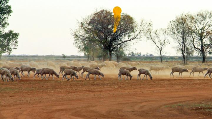 Sheep on a bush strip