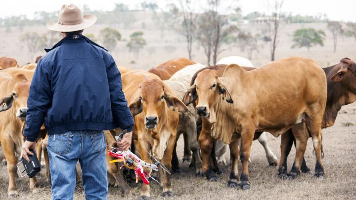 Farmer using RPA for cattle mustering