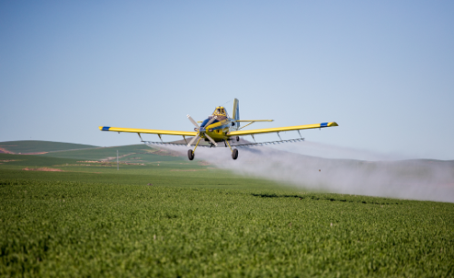 Yellow agricultural aeroplane flying low over a green crop, spraying a white mist from its wings.