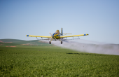 Yellow agricultural aeroplane flying low over a green crop, spraying a white mist from its wings.
